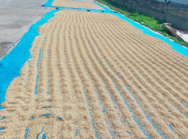 ติดตามการใช้อุปกรณ์การตลาดที่ได้รับการสนับสนุนและติดตามผลการรวบรวมข้าวเปลือกปีการผลิต 2567/68 ของ สหกรณ์การเกษตรเมืองเทิง จำกัด ... พารามิเตอร์รูปภาพ 11
